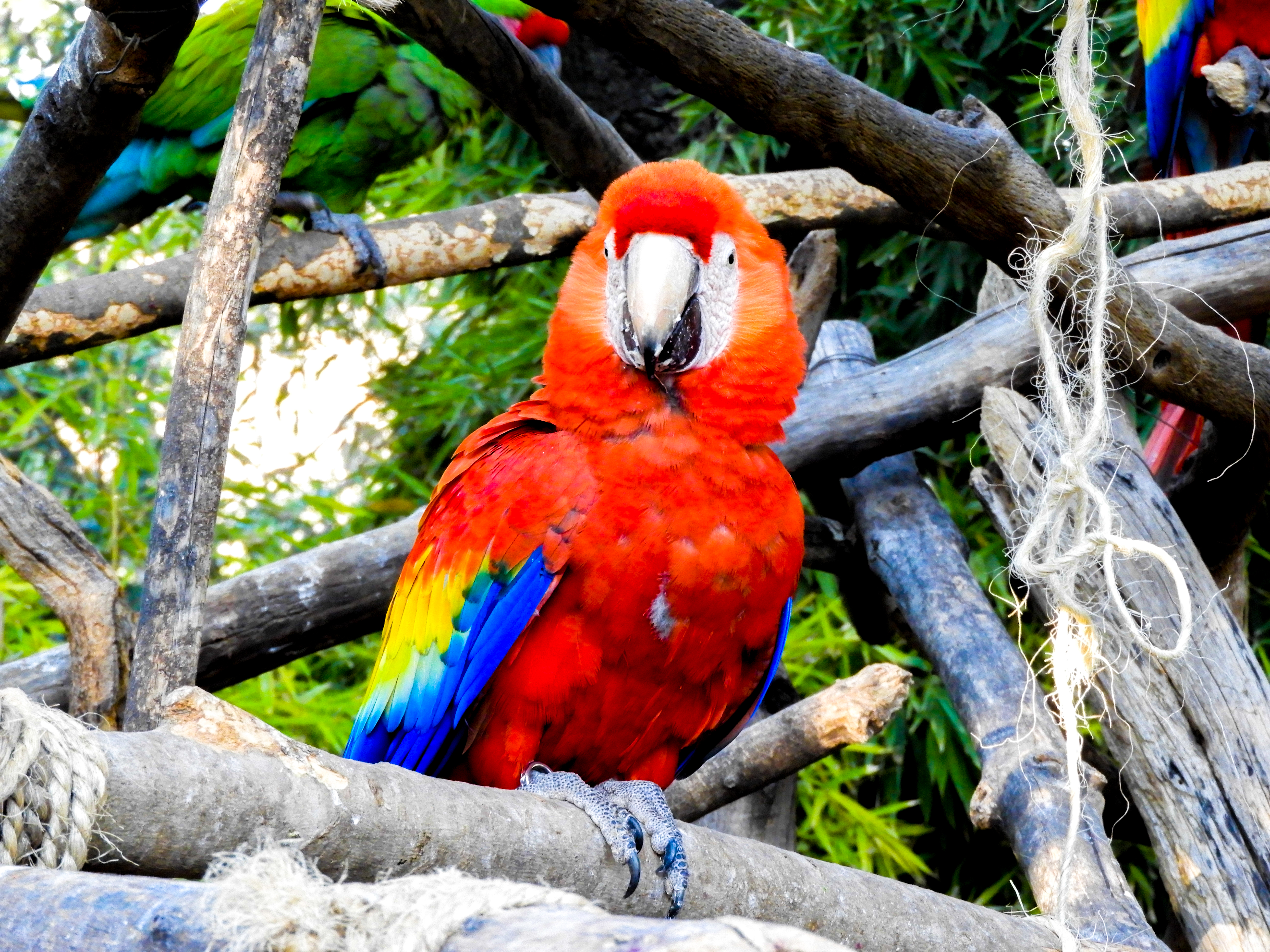 Guacamaya roja en una rama